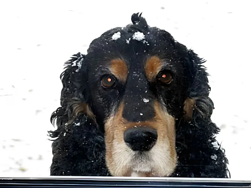 十二月雪