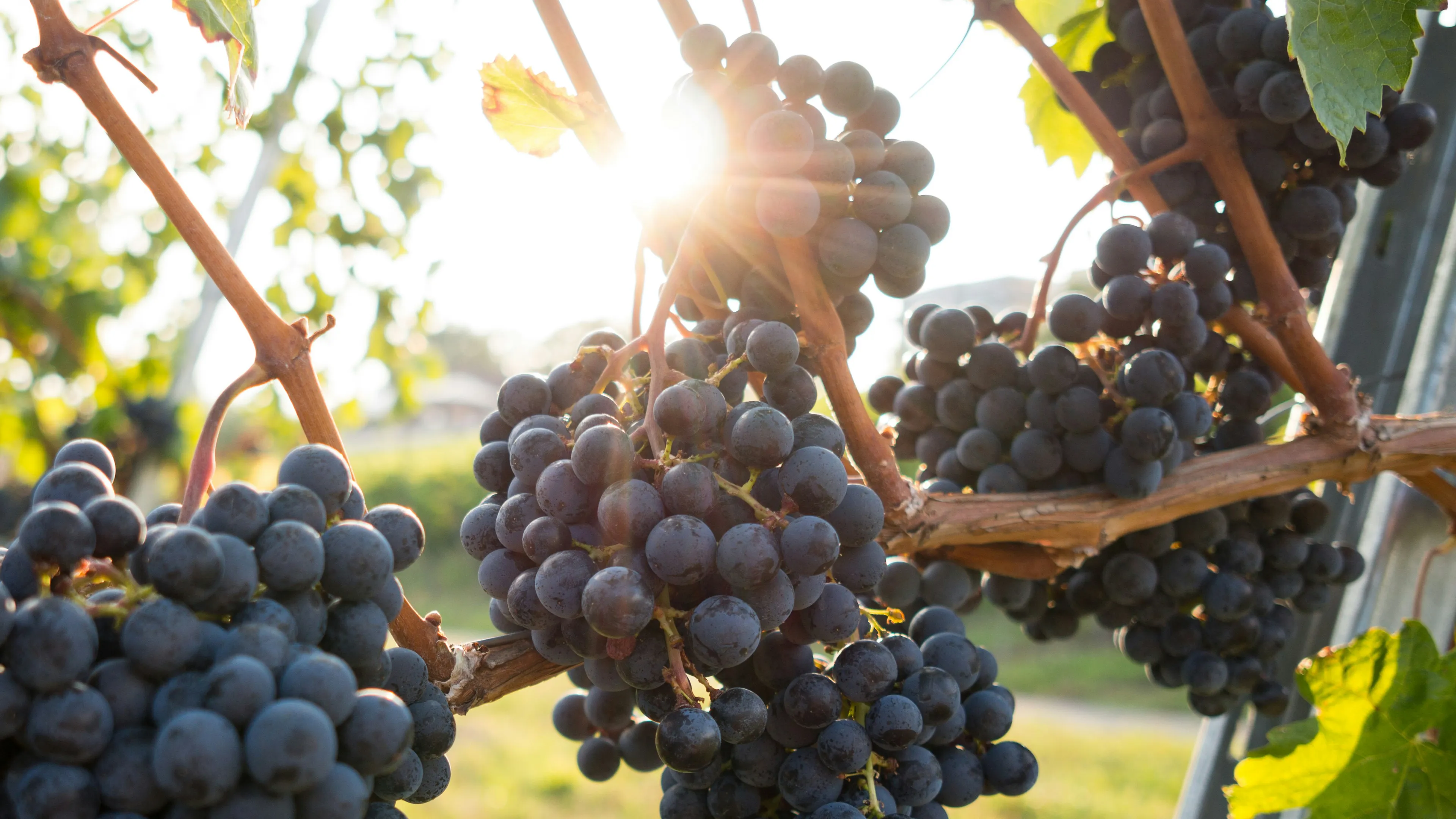 Nahaufnahme sonnengereifter roter Trauben am Rebstock im Weinberg von Château Plaisance. Dieses Bild zeigt die außergewöhnliche Qualität und das Terroir, die das Fundament unseres traditionellen Saint-Émilion Grand Cru Bordeaux Weins bilden.