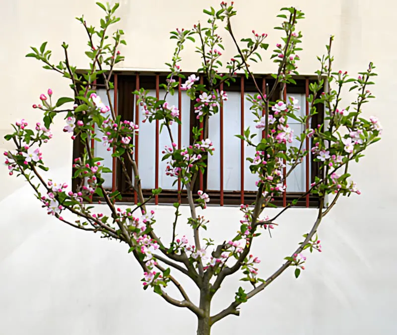 Ein Obstbaum mit zarten rosa und weißen Blüten, die seine Äste bedecken, repräsentiert die Erneuerung des Frühlingswachstums.