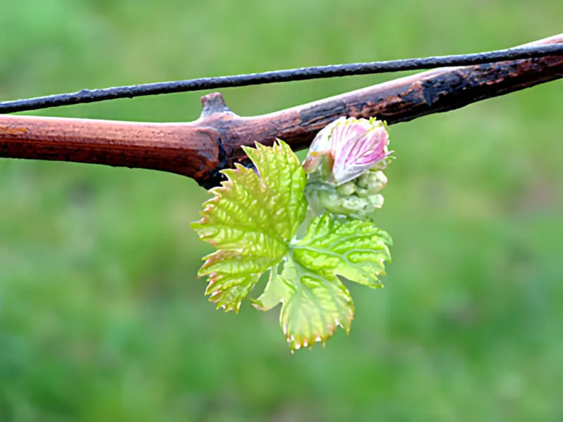 Eine Nahaufnahme einer Rebenstange zeigt die ersten zarten grünen Blätter, die hervorkommen, demonstriert das Frühlingserwachen der Rebe.