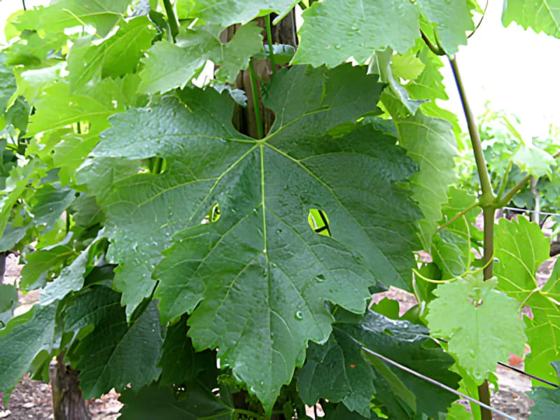 Feuilles de vigne luxuriantes et grandes montrant leur taille complète et leur structure de nervures détaillée, démontrant une croissance printanière vigoureuse.