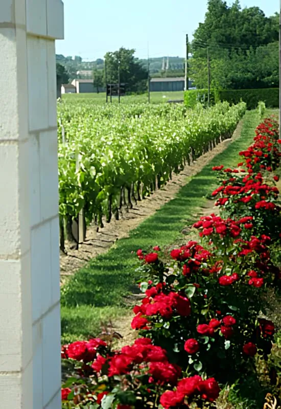 Vue depuis un bâtiment montrant les rangs de vignoble avec des roses rouges vibrantes plantées le long des extrémités des vignes, créant une bordure colorée aux vignes vertes.