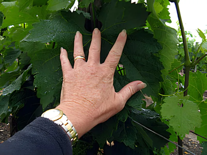 Une main humaine placée contre d'énormes feuilles de vigne, démontrant la taille impressionnante que les feuilles ont atteinte pendant la période de croissance vigoureuse.