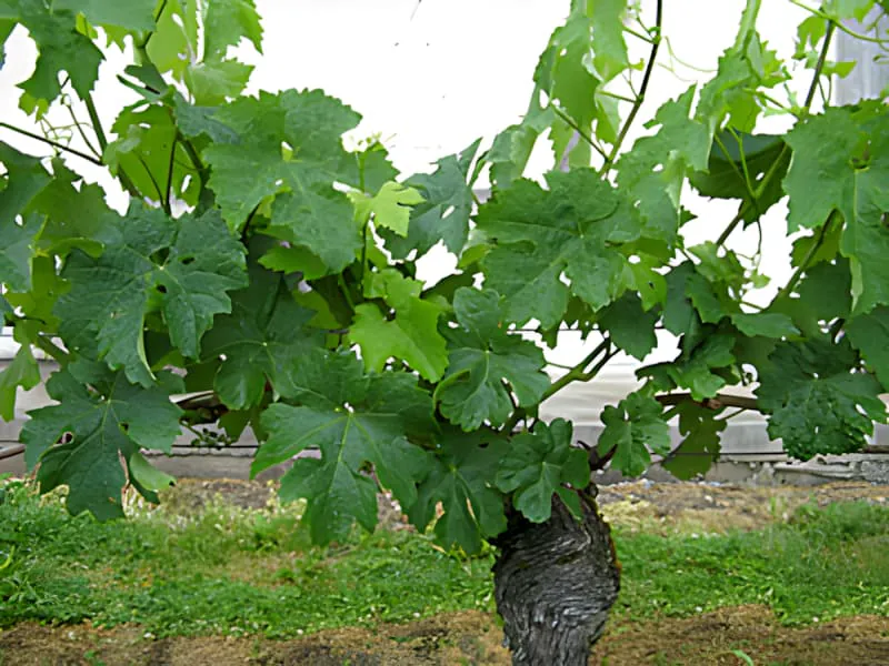 Gros plan d'une vigne avec des feuilles vertes luxuriantes et des grappes de bourgeons floraux en développement, indiquant le début de la période de floraison.