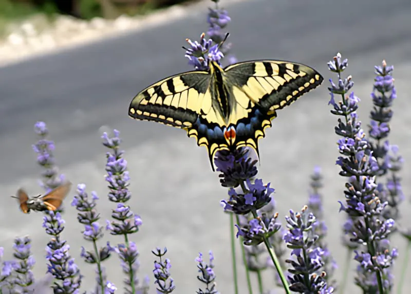 Un papillon machaon jaune et noir éclatant se repose sur une fleur de lavande violette, avec un moro-sphinx flou en arrière-plan.