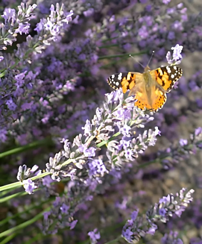 Un papillon Belle-Dame orange et noir perché sur des fleurs de lavande violette, se nourrissant du nectar.