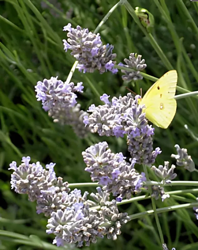 Un papillon jaune vif aux ailes délicates se nourrissant sur des épis de fleurs de lavande violette.