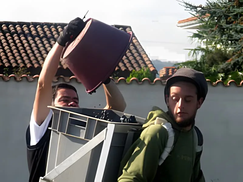 两位葡萄园工人，一位从容器中倾倒葡萄，另一位在观看，背景是收获设备和建筑物。