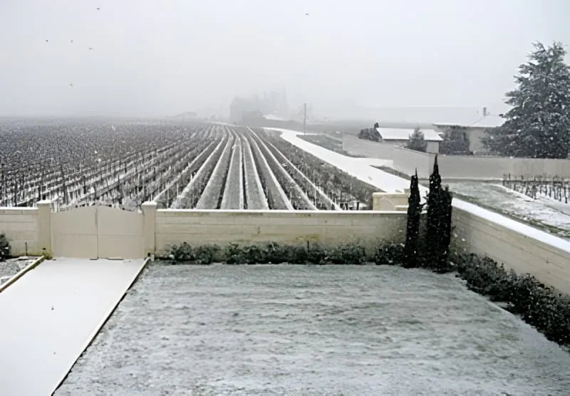 雪覆盖的葡萄园行的全景视图延伸到远方，在阴云密布的冬日天空下可以看到建筑物和树木。