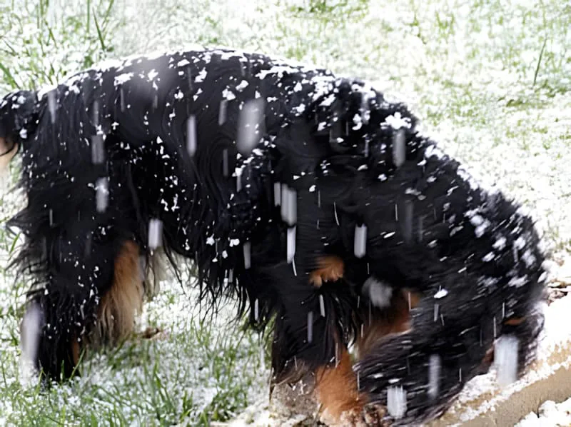 狗调查新雪，低头嗅地面