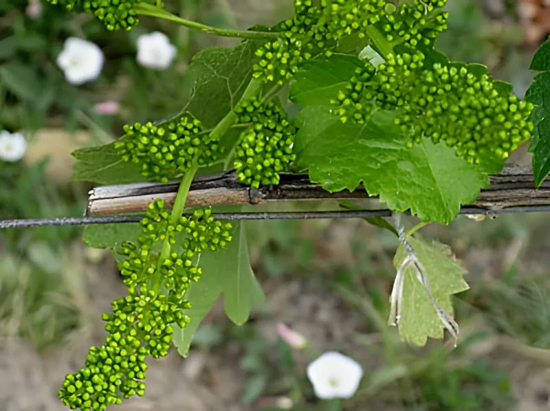 Traubenreben-Blütentrauben vor der Blüte im Mai-Weinberg