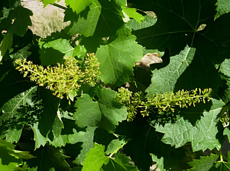 Rebstock in voller Blüte mit zarten Blütentrauben